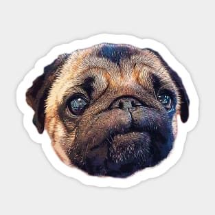 Pug - Cute Puppy Dog Eyes Sticker